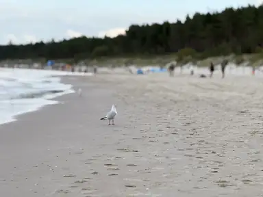 Spokojny brzeg plaży w Kołobrzegu